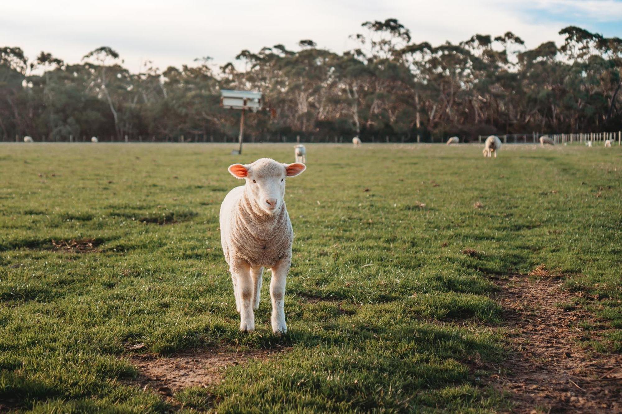 Freshwater Creek Cottages & Farm Stay Torquay Exterior photo